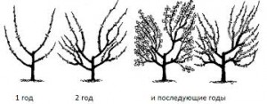 Штамбова обрізка агрусу